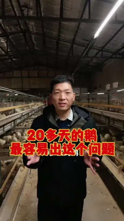 20多天的鹅，最容易出现这个问题，该如何处理？#科学养鹅 #养鹅技术分享 #养鹅人 #狮头鹅养殖 #三农养殖