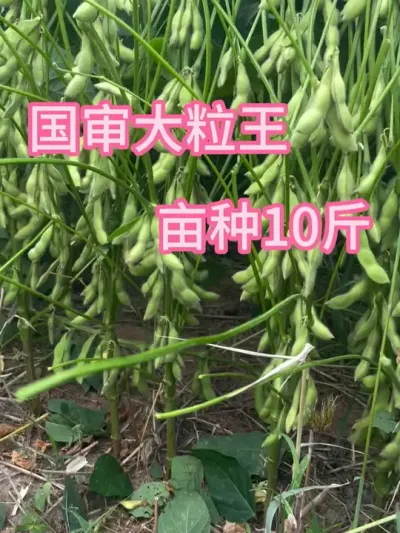 国审大粒王，亩种10斤 #服务三农支持三农 #抖音助农 #农业种植