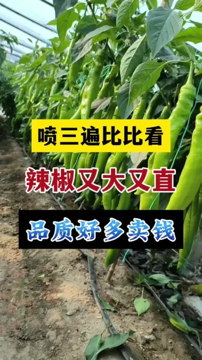 喷三遍比比看，辣椒又大又直，品质好产量高#分享农业知识帮农民增产增收 #每天分享种植农业小知识 #辣椒种植