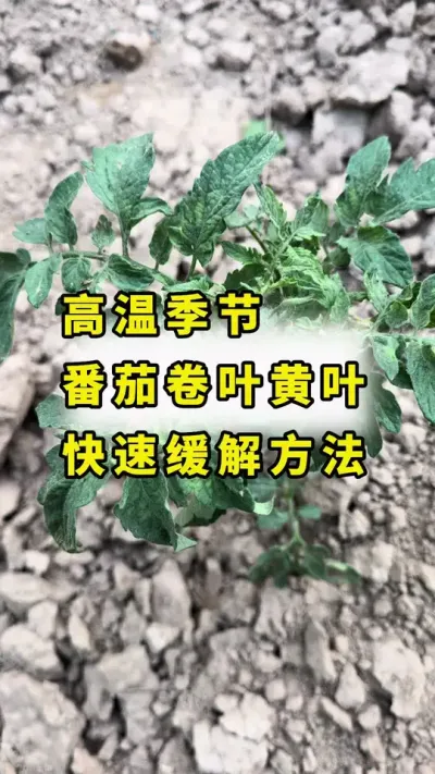 高温季节，番茄卷叶，黄叶，小叶，快速缓解方法！#农业种植 #蔬菜种植 #传播农业小知识 #番茄种植#农业种植