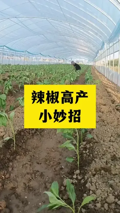 辣椒高产小妙招#种植小技巧 #农业种植 #三农种植