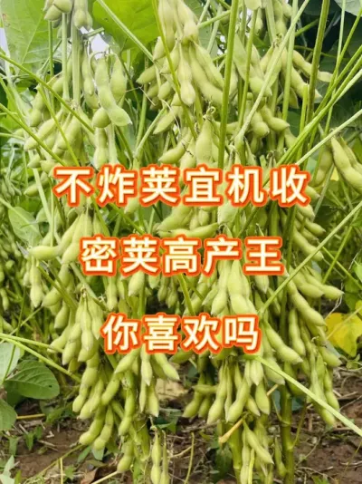 种植大户看过来，2025最新国审认证亩产700能机收! #三农流量扶持计划 #大豆种植 #抖音助农 #产量特别高 #农业种植