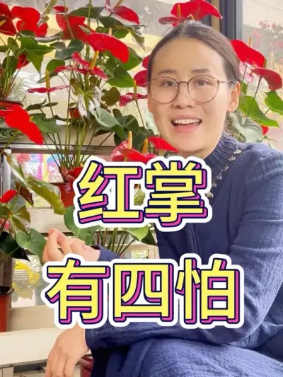红掌有四怕#花卉绿植 #养花小知识 #红掌 #红掌养殖方法 #种植小技巧