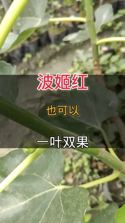 波姬红也可以一叶双果#无花果#种植小技巧
