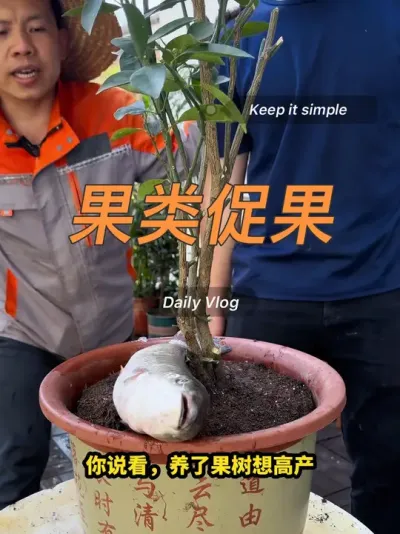 #养花 #果树 #橘子 养有果类植物，要记得无硼不坐果，硼是果类的重要元素