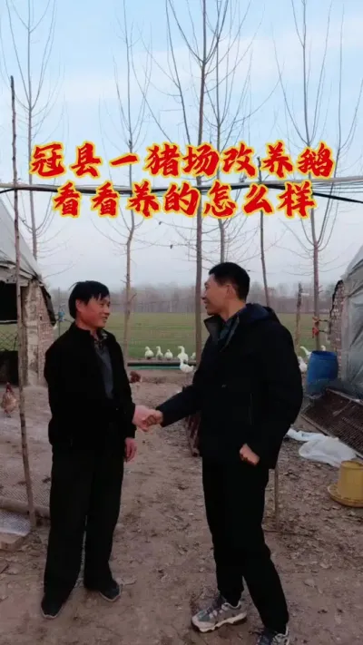 冠县一猪场改成养鹅了，看看养的怎么样，现场找毛病改善一下！#养鹅技术分享 #狮头鹅养殖 #养鹅人 #科学养鹅 #东哥带你养鸭鹅