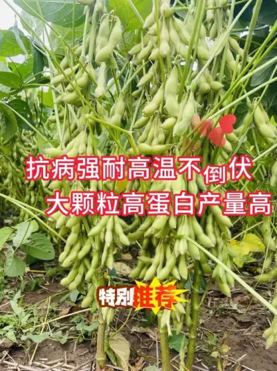 最新国审大豆，抗病耐热不倒伏，大粒高蛋白产量高 #服务三农支持三农 #农业种植 #新农人计划