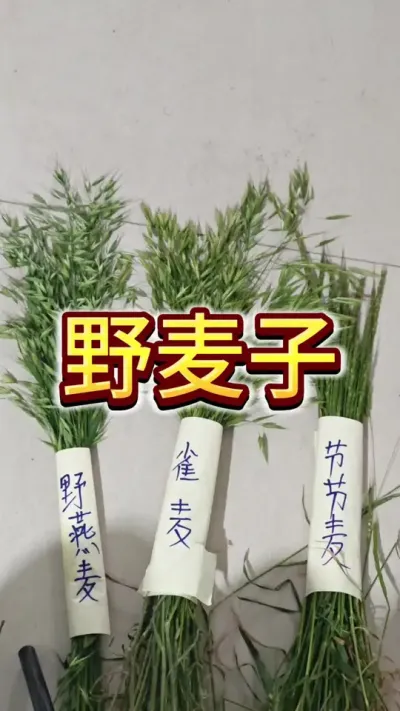 #病虫害防治#肥料#小麦管理#抖音助农#小麦除草
