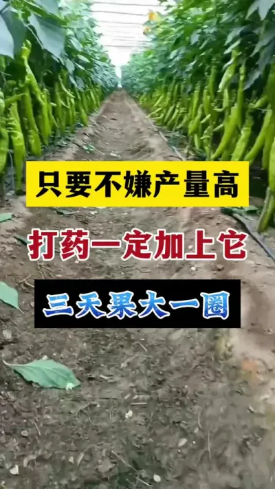 打药的时候加上它，三天果大一圈，七天果重一倍#分享农业知识帮农民增产增收 #农业种植技术 #三农