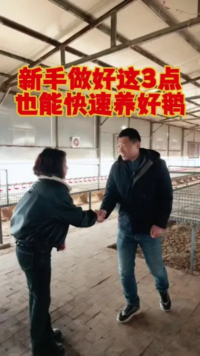 今天来到了平顶山，金姐这里！只要做好这三点，新手也能快速养好鹅！#科学养鹅 #养鹅技术分享 #三农养殖 #狮头鹅养殖 #养鹅人