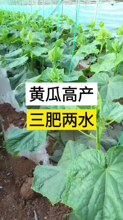黄瓜高产三肥两水 #黄瓜 #黄瓜高产种植 #黄瓜种植与管理 #服务三农支持三农 #三农