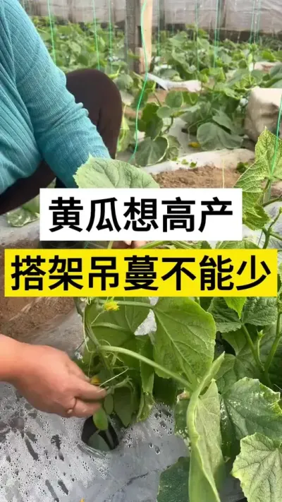 黄瓜想高产，搭架吊蔓不能少 #黄瓜 #黄瓜高产种植 #黄瓜种植与管理 #服务三农支持三农 #黄瓜落蔓的好处与坏处