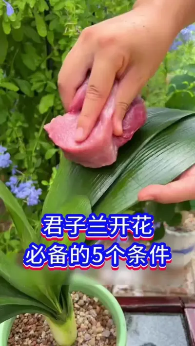 君子兰开花必备的5个条件#养花小知识 #君子兰 #英子园艺