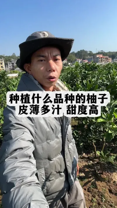 种植什么品种柚子比较好吃？皮薄多汁甜度高，很多人想不到 #苗木供应 #泰国红宝石青柚 #红宝石青柚