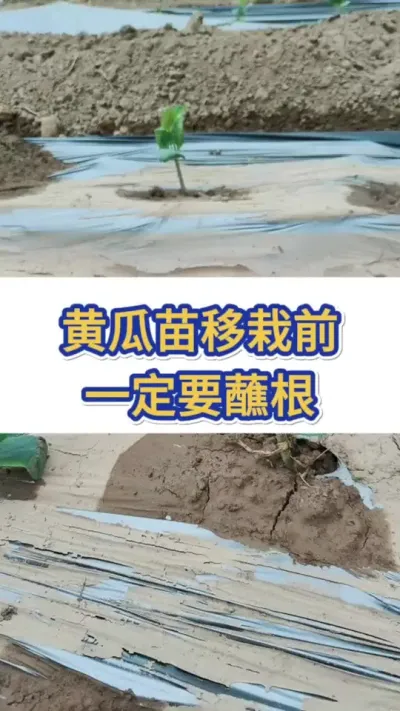 黄瓜移栽前一定要进行蘸根 #黄瓜 #黄瓜种植 #黄瓜高产种植 #服务三农支持三农 #三农