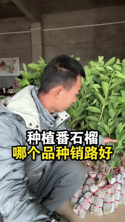 种植番石榴，哪个品种销路好呢？ #番石榴种植 #白心番石榴 #果苗供应