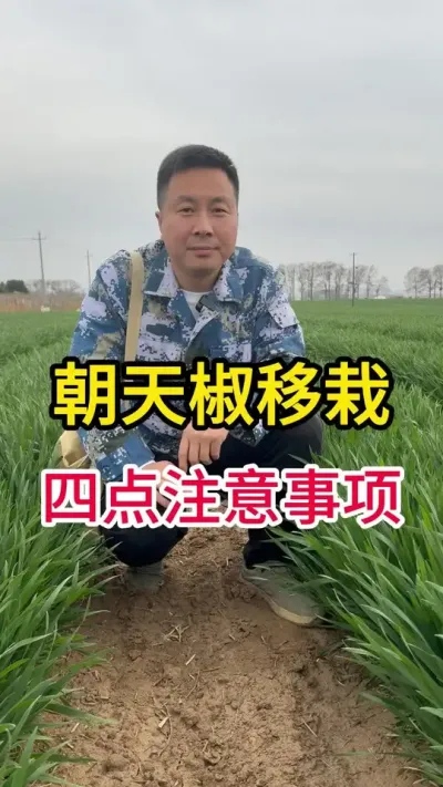 朝天椒移栽中注意事项#辣椒种植 #关注我每天分享种植知识 #传播农业小知识 #农业技术推广