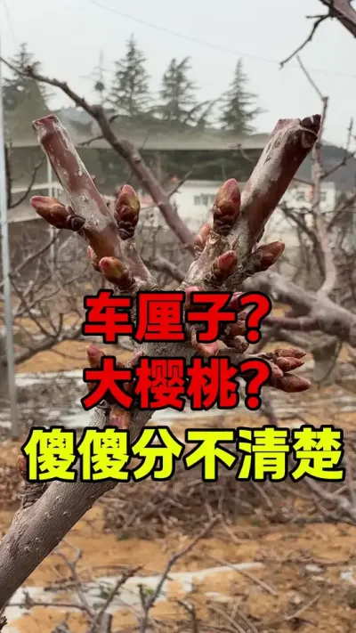 科普一下车厘子大樱桃#车厘子树苗 #车厘子大樱桃 #大樱桃种植管理 #果树管理