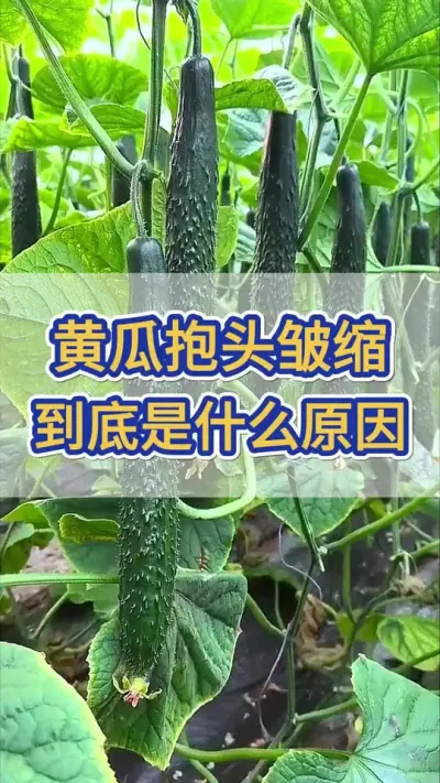 黄瓜抱头皱缩到底是什么原因造成的 #黄瓜 #黄瓜高产种植 #黄瓜种植 #服务三农支持三农 #三农