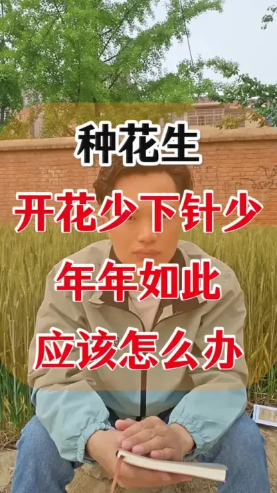 种花生年年都是开花少下针少，应该怎么解决？#花生种植 #花生种植管理技术 #种花生 #花生高产 #花生高产种植