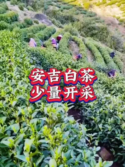 #茶树种植技术与管理 #春茶采摘 #茶农茶事