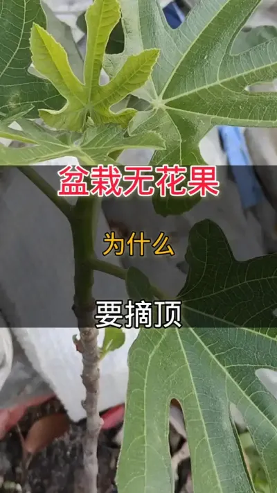 盆栽无花果摘顶#无花果#种植小技巧