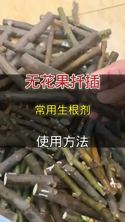无花果扦插常用生根剂的使用方法#无花果#种植小技巧