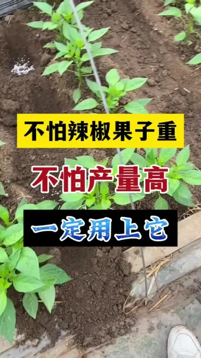 不怕辣椒高产量高，不怕辣椒果子重，一定及时用上它 #辣椒高产 #分享农业知识帮农民增产增收 #三农