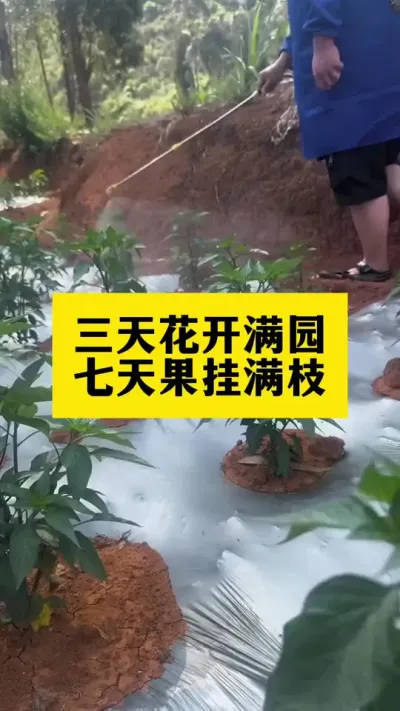 三天花开满园，七天果挂满枝，开花多座果多#三农 #农业种植 #农业植保