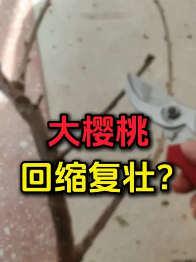 大樱桃回缩复壮？#大樱桃修剪 #果树管理#车厘子 #车厘子大樱桃树苗 #果树修剪