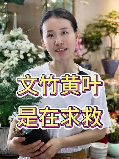 文竹黄叶是在求救#文竹 #文竹盆栽 #文竹怎么养 #养花小知识 #花卉绿植