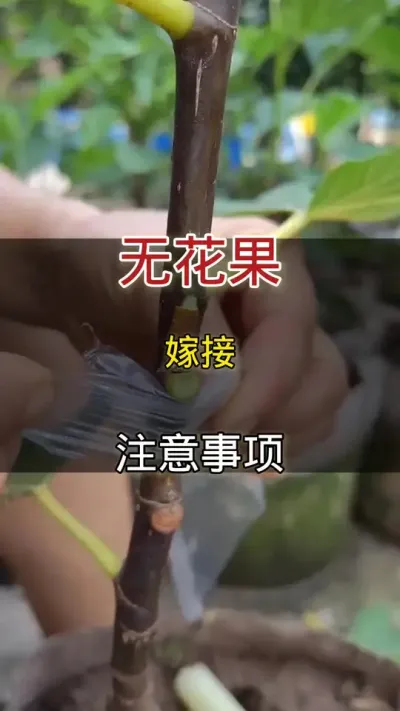 无花果嫁接技巧#无花果#无花果嫁接