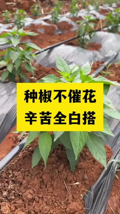 种椒不催花，辛苦全白搭#分享农业知识帮农民增产增收 #农业种植技术 #辣椒种植技术