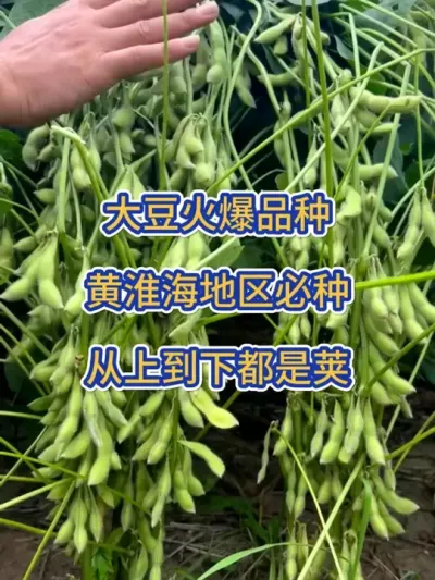 大豆火爆品种，从上到下都是荚 #服务三农支持三农   #大豆 #dou+上热门  #抖音小助手 #dou+小助手