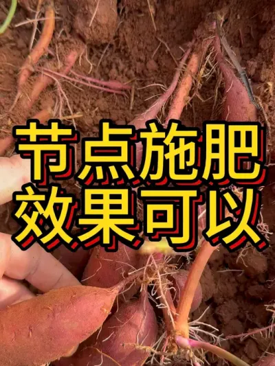 10月25号种下去的，目前看起来还可以#农业种植 #红薯种植 #红薯种植技术 #节点施肥 #增薯淋