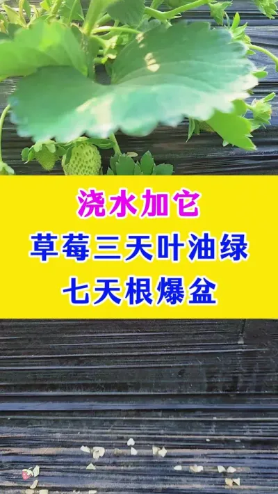 浇水加它，草莓 3 天叶油绿，7 天根爆盆#草莓种植 #种植小技巧 #农业种植技术 #种植技术 @巨大星-龙灯水溶肥源头厂家