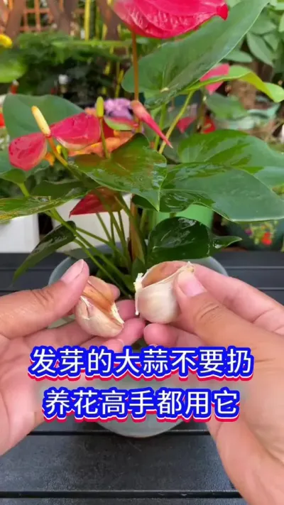家庭养花小妙招#养花小知识 #花卉绿植 #英子园艺