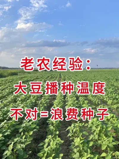 大豆什么时候种最好？记住这个温度苗齐又壮！ #三农流量扶持计划 #抖音助农 #大豆种植 #产量特别高 #农业植保知识分享