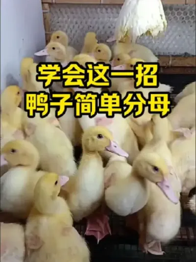 学会这一招，鸭子简单分公母#抖音三农#养鸭#养殖