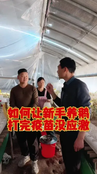 如何让新手第一次养鹅，打疫苗没有应激？#养鹅技术分享 #科学养鹅 #养鹅人 #狮头鹅养殖 #三农养殖