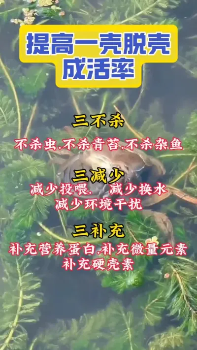 强力硬壳素帮助提升脱壳成活率#大闸蟹#河蟹养殖#螃蟹养殖#大闸蟹养殖 #抖音助农