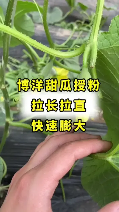 博洋甜瓜授粉，拉长拉直，快速膨大！#传播农业小知识 #甜瓜种植技术 #蔬菜种植 #农业种植 #甜瓜授粉