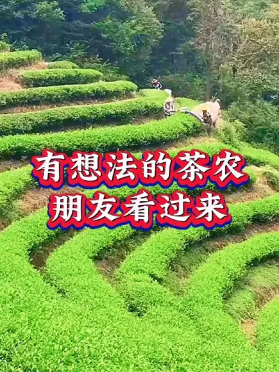#服务三农支持三农 #茶 #茶树种植技术与管理 #茶树