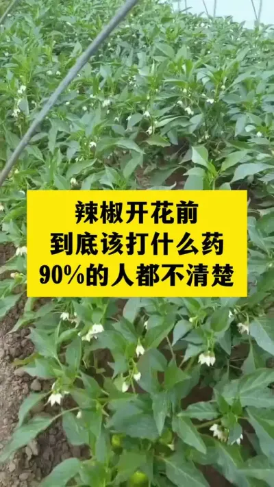 辣椒开花前该打什么药，大多数人都不知道#分享农业知识帮农民增产增收 #三农 #农业种植技术