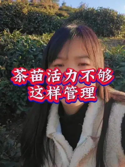 #茶树 #茶树种植技术与管理 #服务三农支持三农 #茶 #茶苗移栽