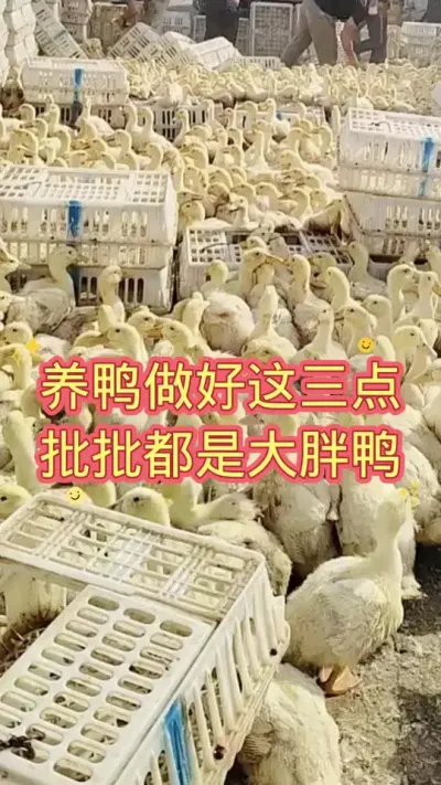 养鸭做好这三点，批批都是大胖鸭 #肉鸭养殖 #养殖技术 #黄金肥乐 #鸭子