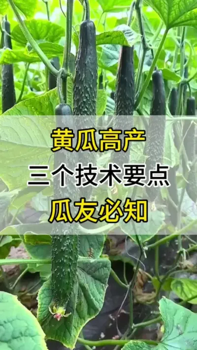 黄瓜高产，3个技术要点，瓜友们一定要记住 #黄瓜 #黄瓜种植 #黄瓜高产种植 #三农 #服务三农支持三农