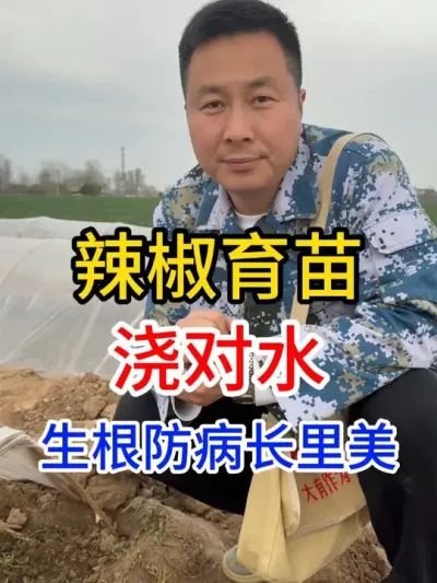 #分享农业知识帮农产增收 #每天分享种植农业小知识 #关注我每天为你分享更多农业知识  #辣椒种植 #服务三农支持三农