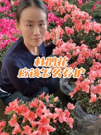 怎么才能养好杜鹃花？#花卉绿植 #杜鹃花 #杜鹃花要怎么养 #爱生活爱养花
