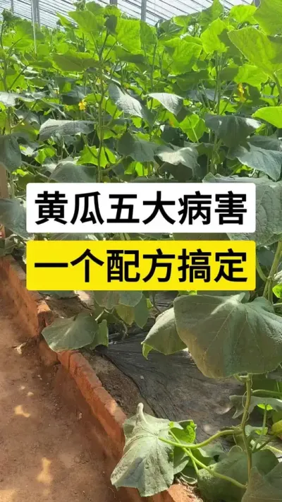 黄瓜五大病害，一个配方搞定 #黄瓜 #黄瓜种植技术 #黄瓜管理技术 #黄瓜高产 #三农
